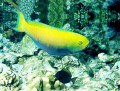   Parrotfish  